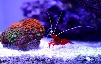 剑桥少儿英语三级考试需要添的“三把火”