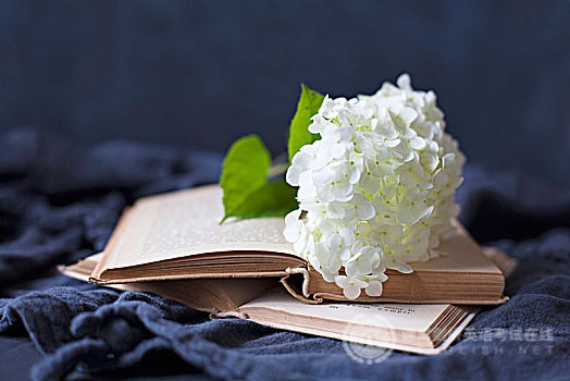  PET语法形容词辨析 living、alive、live、lively